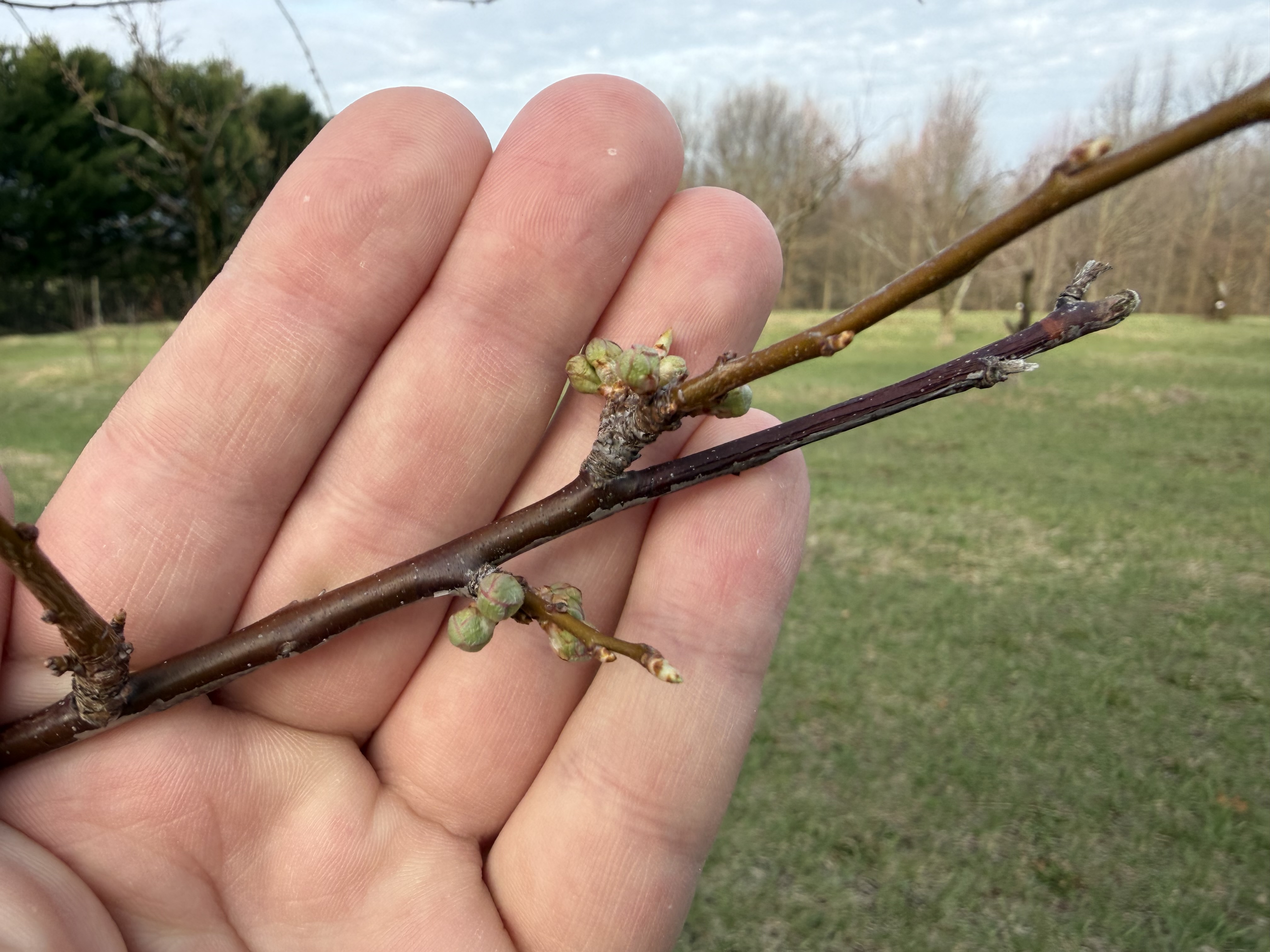 Japanese Plum_Dan Dick.JPG